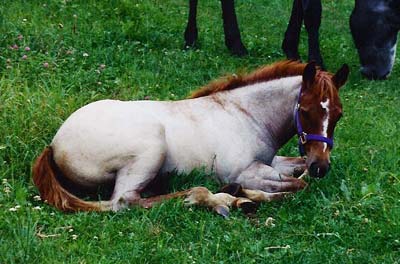 roanfilly.jpg